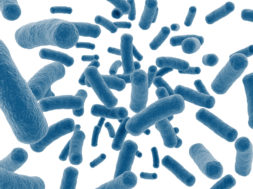Bacteria cells