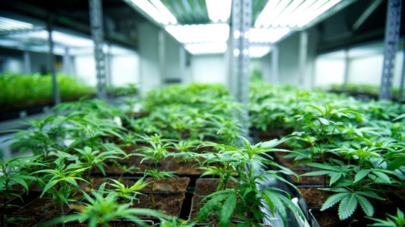 Καταγγελίες για τα προϊόντα φαρμακευτικής κάνναβης.