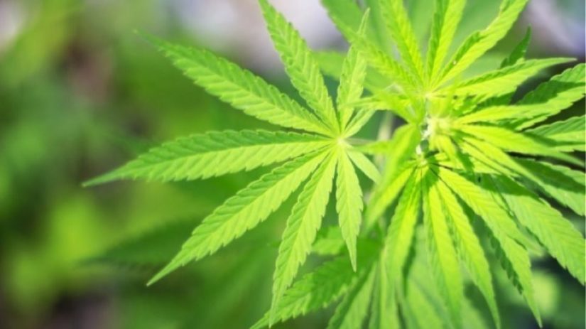 Αμφίβολη η αποτελεσματικότητα της κάνναβης για την αντιμετώπιση ψυχικών διαταραχών