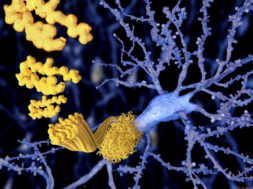 Amyloid beta peptide, illustration