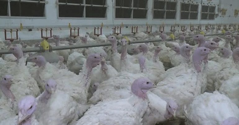 Κρούσμα της γρίπης των πτηνών στην Πολωνία