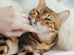 250A4C77-B6B4-4586-9C3F-E02023FAF642