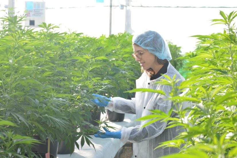 Tikun: Φαρμακευτική κάνναβη με ελληνική προέλευση