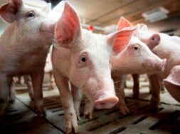 Un premier cas au Canada de grippe porcine H1N2 chez un humain