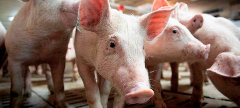 Un premier cas au Canada de grippe porcine H1N2 chez un humain