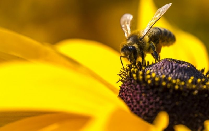 Η γύρη μπορεί να προκαλέσει ισχυρή μόλυνση από κορωνοϊό