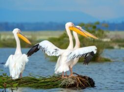 great-white-pelican-lake-savannah_167946-118