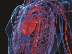 human_cardiovascular_system_1