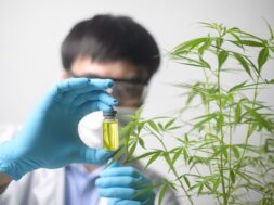 scientist-is-checking-analyzing-cannabis-sativa-experiment-hemp-plant-herbal-pharmaceutical-cbd-oil-laboratory_33799-10257