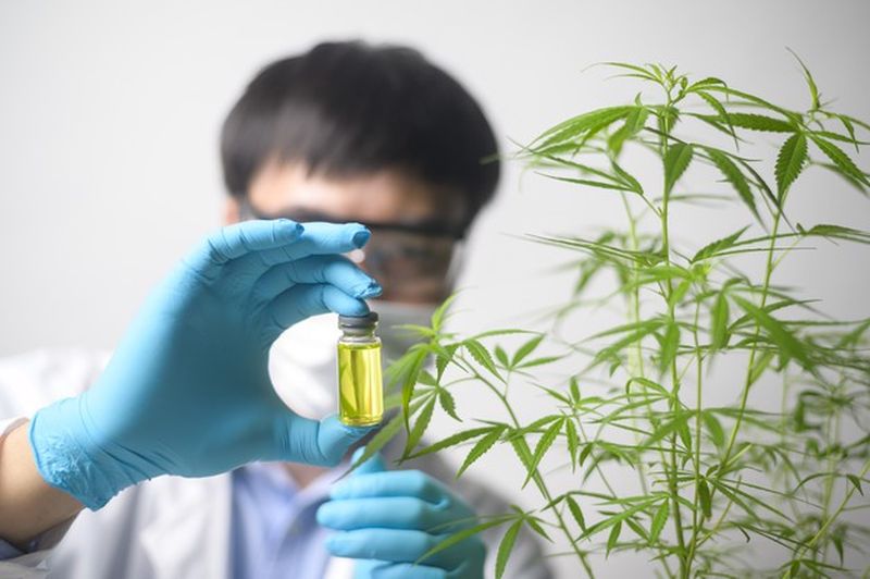 Νομοσχέδιο Βουλής: Άδειες σε 94 επενδύσεις για φαρμακευτική κάνναβη στην Ελλάδα