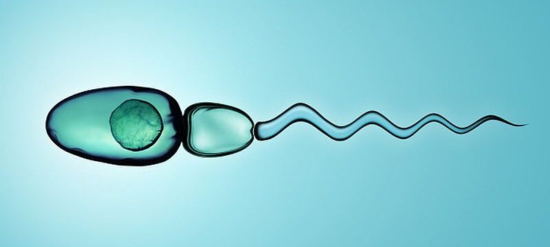 digital-illustration-sperm-cells_45096-6