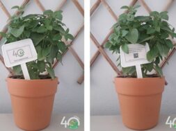 photo_vasilikos (002)