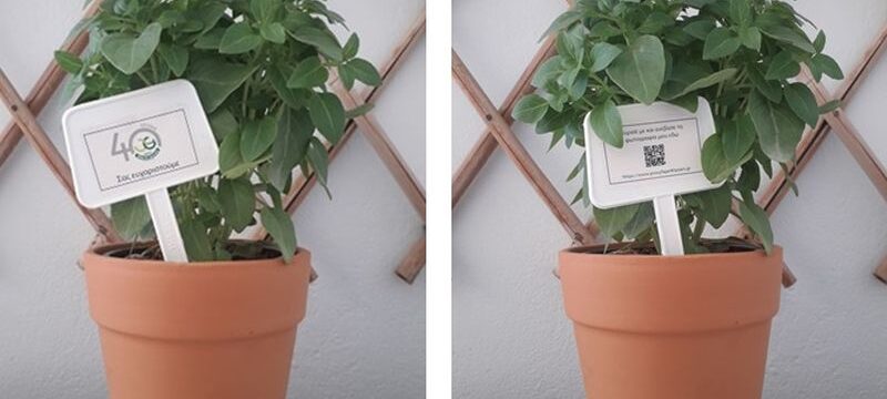 photo_vasilikos (002)