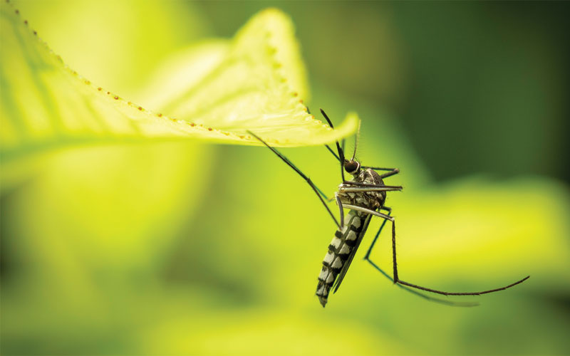 Κουνούπια: Ο πιο ανεπιθύμητος θερινός επισκέπτης