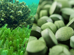 spiroulina-10-ofeli-pou-prosferei-ston-organismo-mas