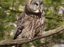 great-gray-58a6d8ff5f9b58a3c91435f8