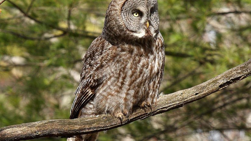 Παγκόσμια μέρα άγριας ζωής