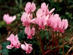 χλωριδα ορεινη 4