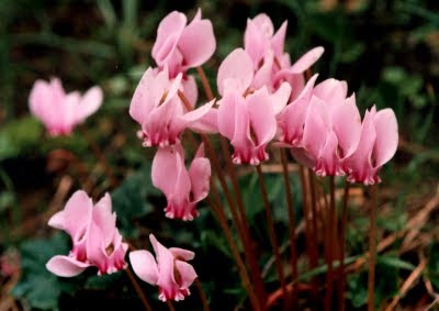 Παγκόσμια Ημέρα Δασών