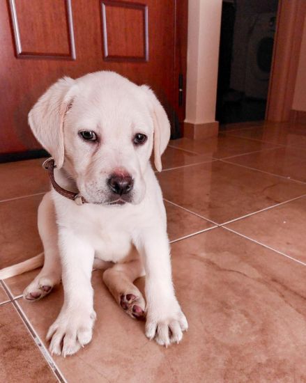 Το νέο μέλος της Liberty Guide Dogs είναι έτοιμο να εκπαιδευτεί και να γίνει ο πιο πιστός σκύλος οδηγός