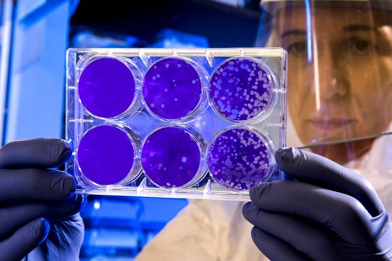 Candida auris – τι γνωρίζουμε για τη νέα απειλή για την δημόσια υγεία