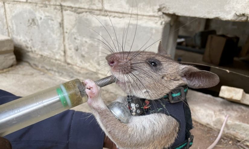 Αρουραίοι εκπαιδεύονται για να σώζουν ανθρώπους σε περίπτωση σεισμών