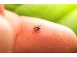 nosos-tou-lime-borelliasi