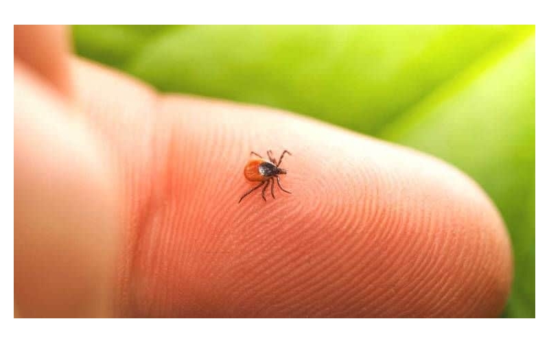 Τι γνωρίζουμε για τη νόσο Lyme;