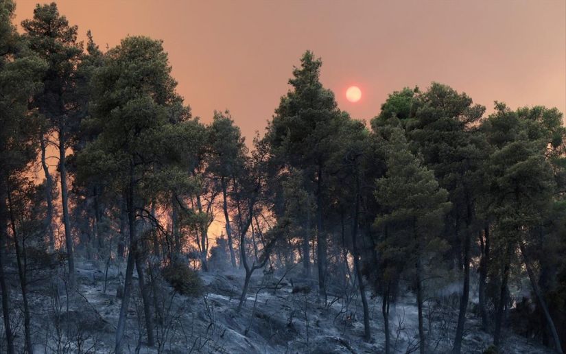 Γιατί η Μεσόγειος είναι κλιματικό hot spot για τις δασικές πυρκαγιές
