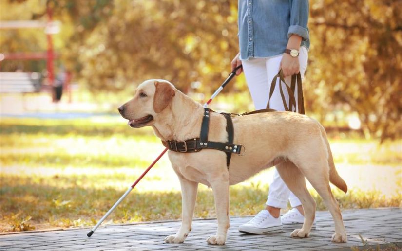 Η Liberty Guide Dogs στο Israel Guide Dog Center