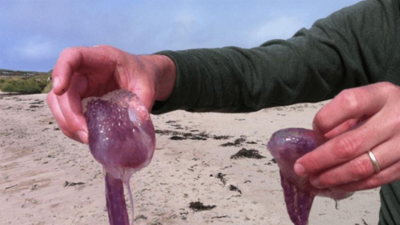 Ανησυχητική η παρουσία των μωβ μεδουσών