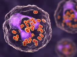Bacteria Neisseria gonorrhoeae inside phagocytes