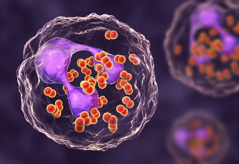 Χαρακτηρισμός των καρκινικών κυττάρων που διαφεύγουν της χημειοθεραπείας