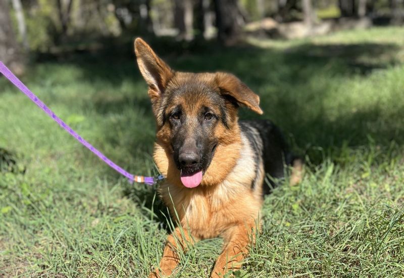  Liberty Guide Dogs: Φιλανθρωπικός αγώνας δρόμου παρέα με τετράποδους φίλους