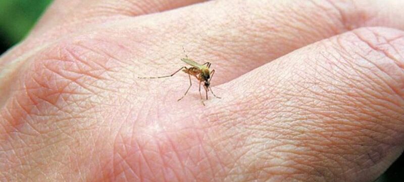 ιοσ δυτικου νειλου