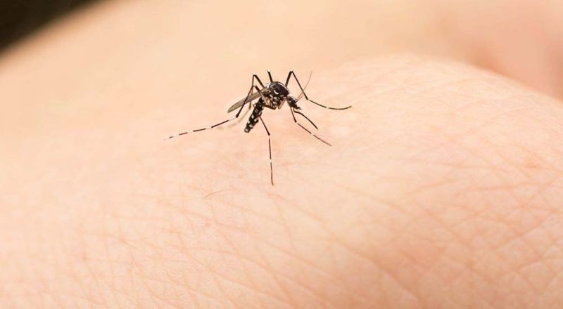 Κανένα κρούσμα από τον ιό του Δυτικού Νείλου την τελευταία βδομάδα