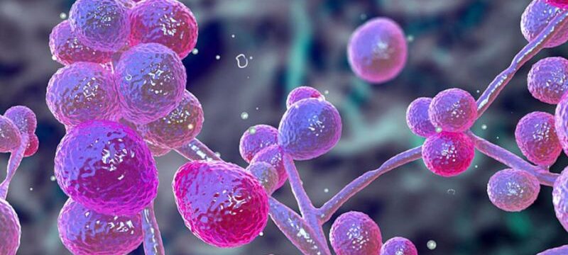 candida1-1024×576