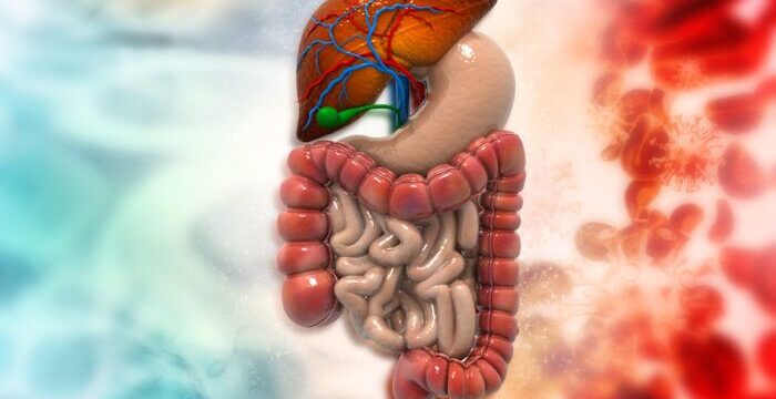Human digestive system on scientific background.3d illustration