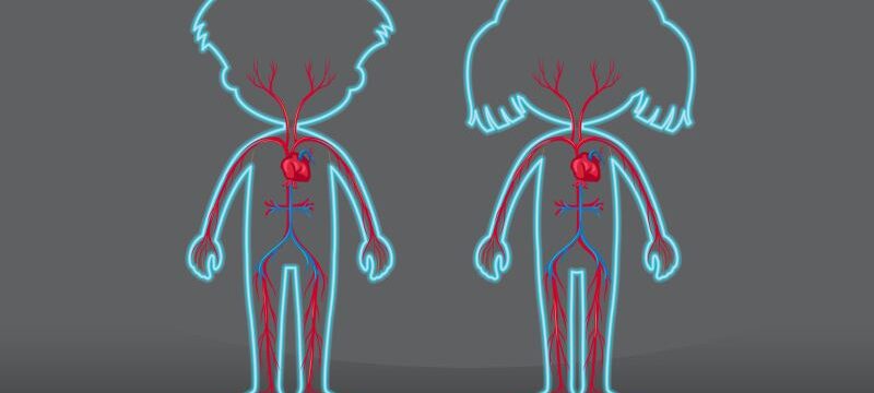 Board showing human blood vein