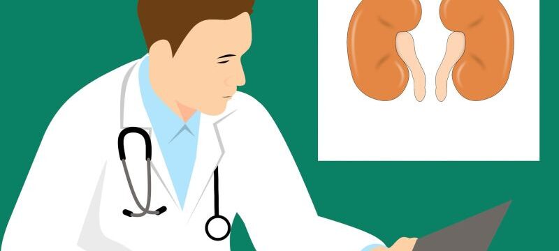 kidney-g458310fa4_1920
