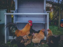 pexels-matthis-volquardsen-2157000