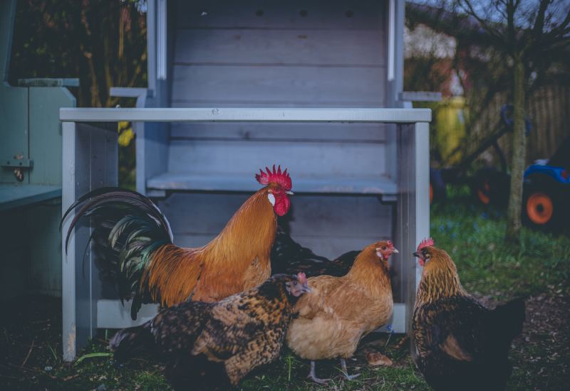 Γρίπη των πτηνών: Πρώτη καταγραφή θανάτου στην Κίνα