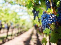 pexels-pixabay-39511