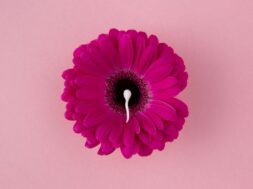 flat-lay-spermatozoa-pink-flower
