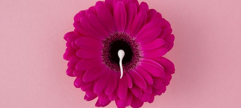 flat-lay-spermatozoa-pink-flower