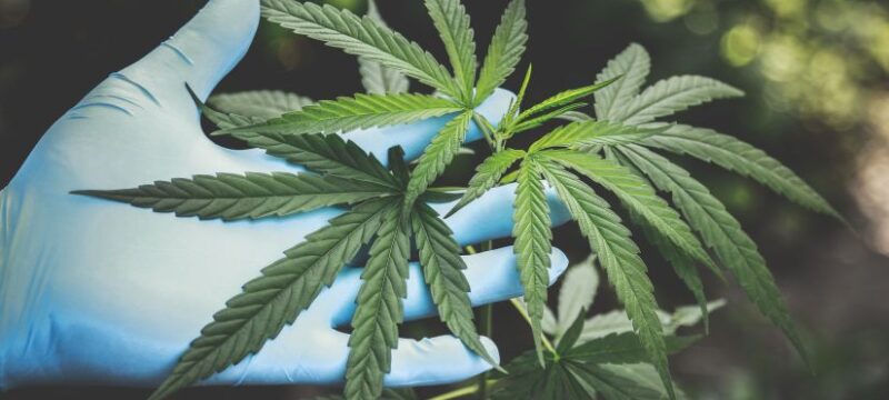 pexels-aphiwat-chuangchoem-2178565