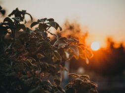 pexels-irina-iriser-1379644