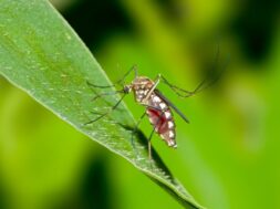 close-up-shot-mosquito-leaf