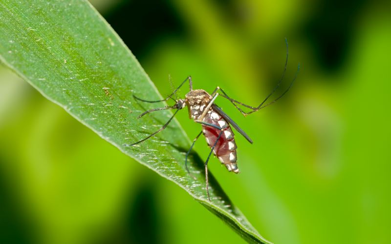 Τα κρούσματα του ιού του Δυτικού Νείλου στην Ελλάδα