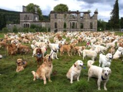 golden-retriever-celebration-071423-2-4e7df10018f44103bbffcd6864b42e65